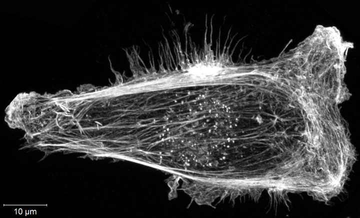 Olson Lab heading image